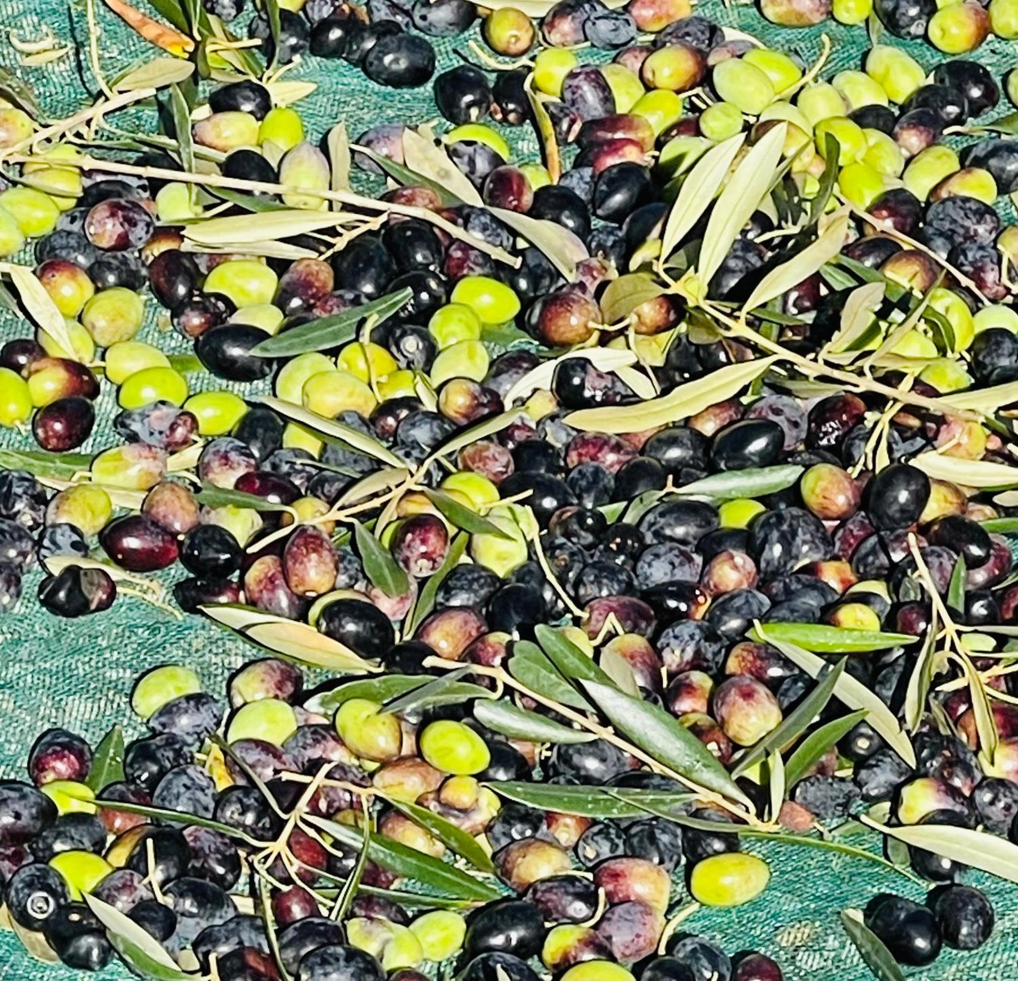 Herdade De Santa Maria Almeirim Ngoại thất bức ảnh